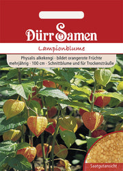 Lampionblume orangerot mehrjährig 100 cm