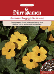 Schwarzäugige Susanne orange mit schwarzer Mitte 200 cm