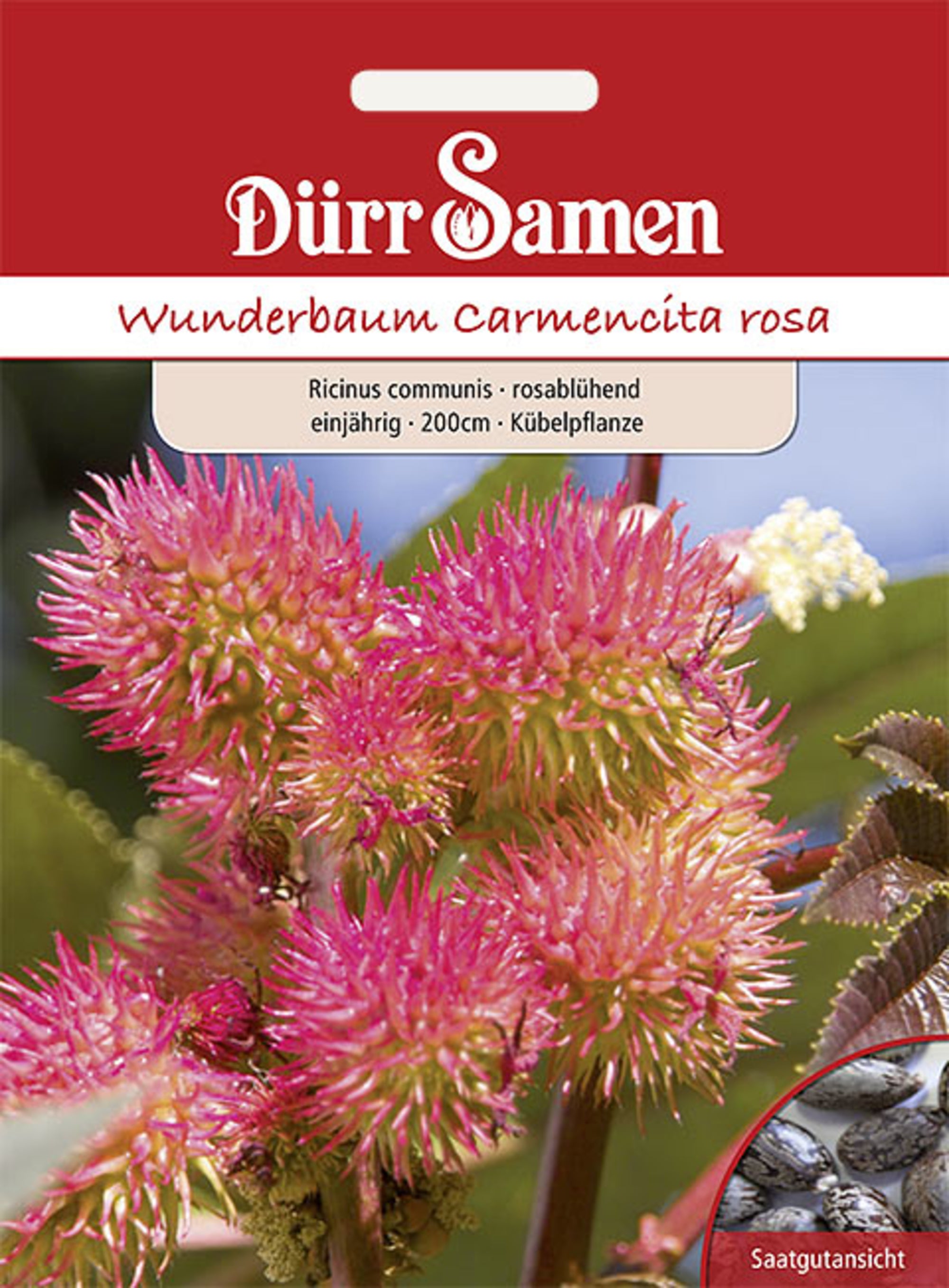 Wunderbaum rosablühend einjährig 200 cm