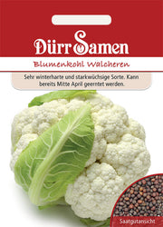 Blumenkohl Walcheren