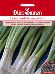 Lauchzwiebeln winterhart