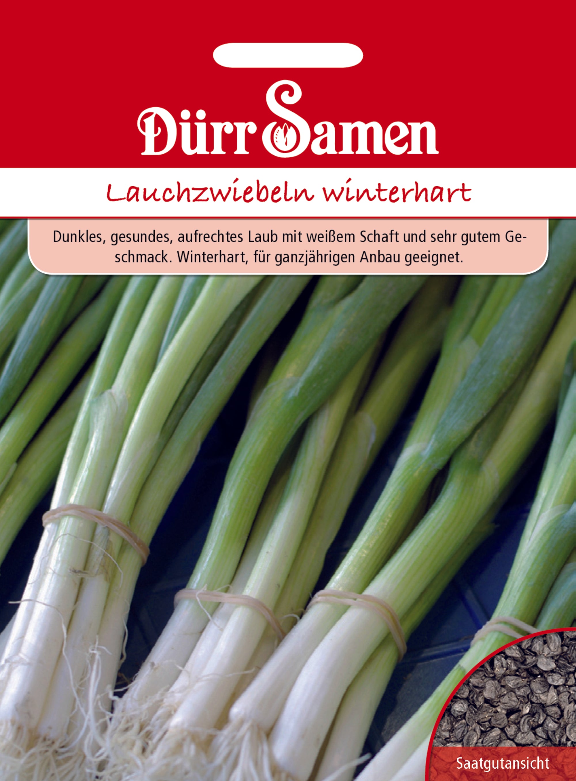 Lauchzwiebeln winterhart