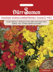 Cosmea Cosmic Mix gelb rote orange Töne einjährig 35 cm