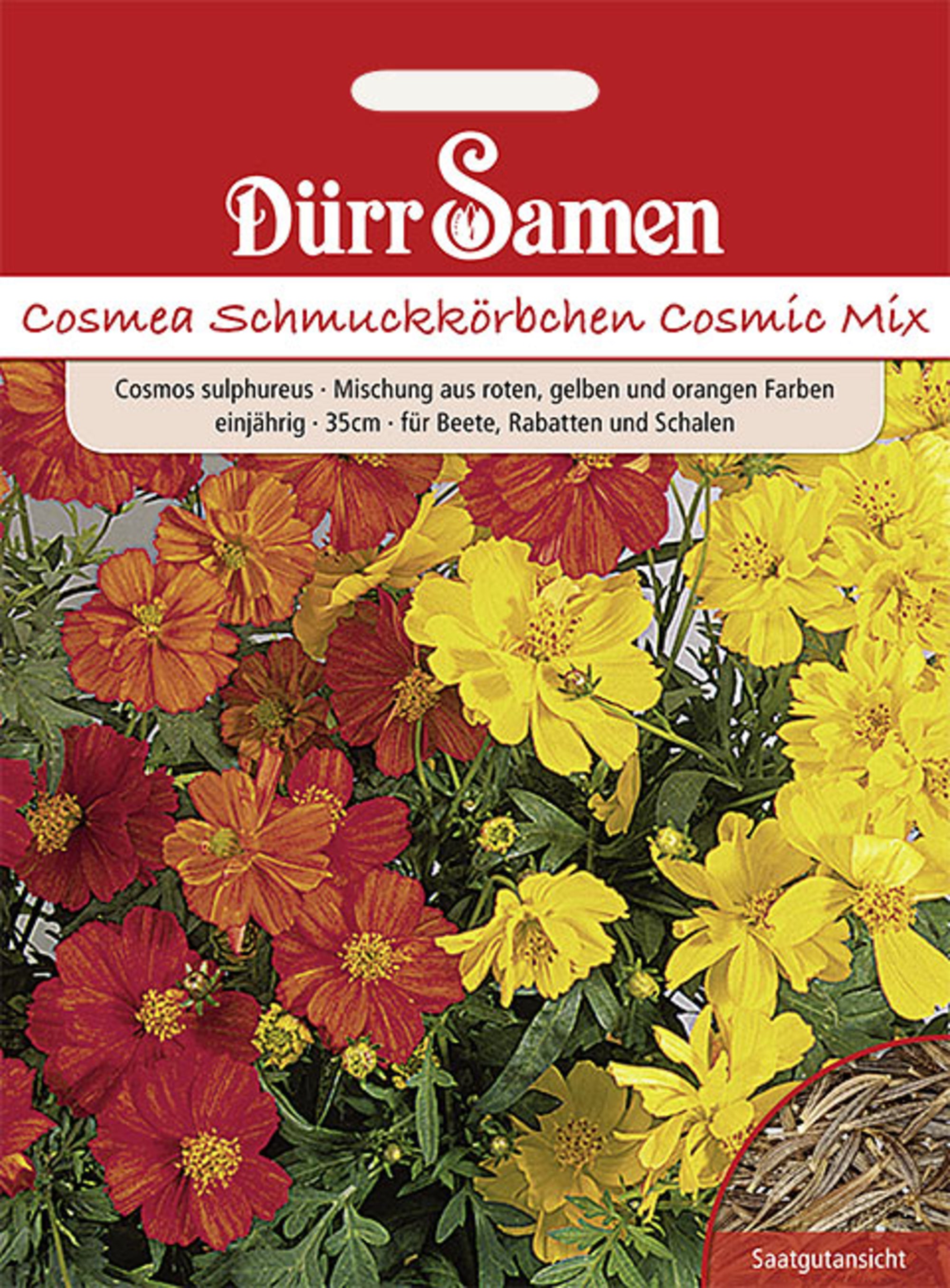 Cosmea Cosmic Mix gelb rote orange Töne einjährig 35 cm