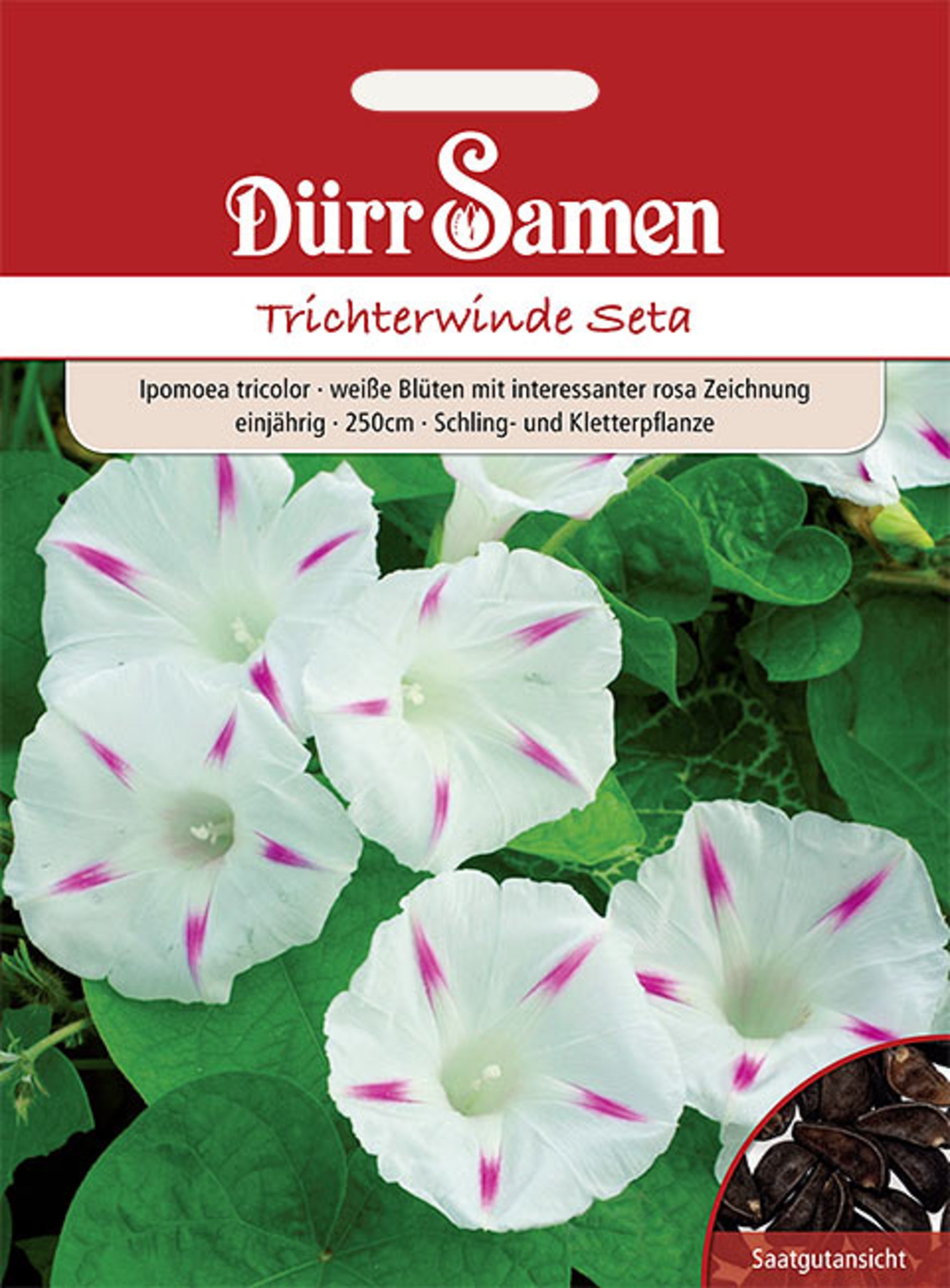 Trichterwinde Seta weiß mit rosa Zeichnung 250 cm