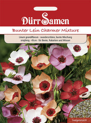 Bunter Lein Charmer Mix einjährig 45 cm