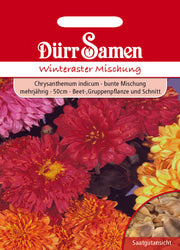 Winteraster Mischung Chrysanthemum indicum