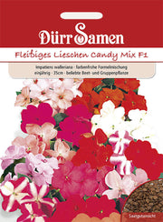 Fleißige Lieschen Mischung F1 einjährig 35 cm
