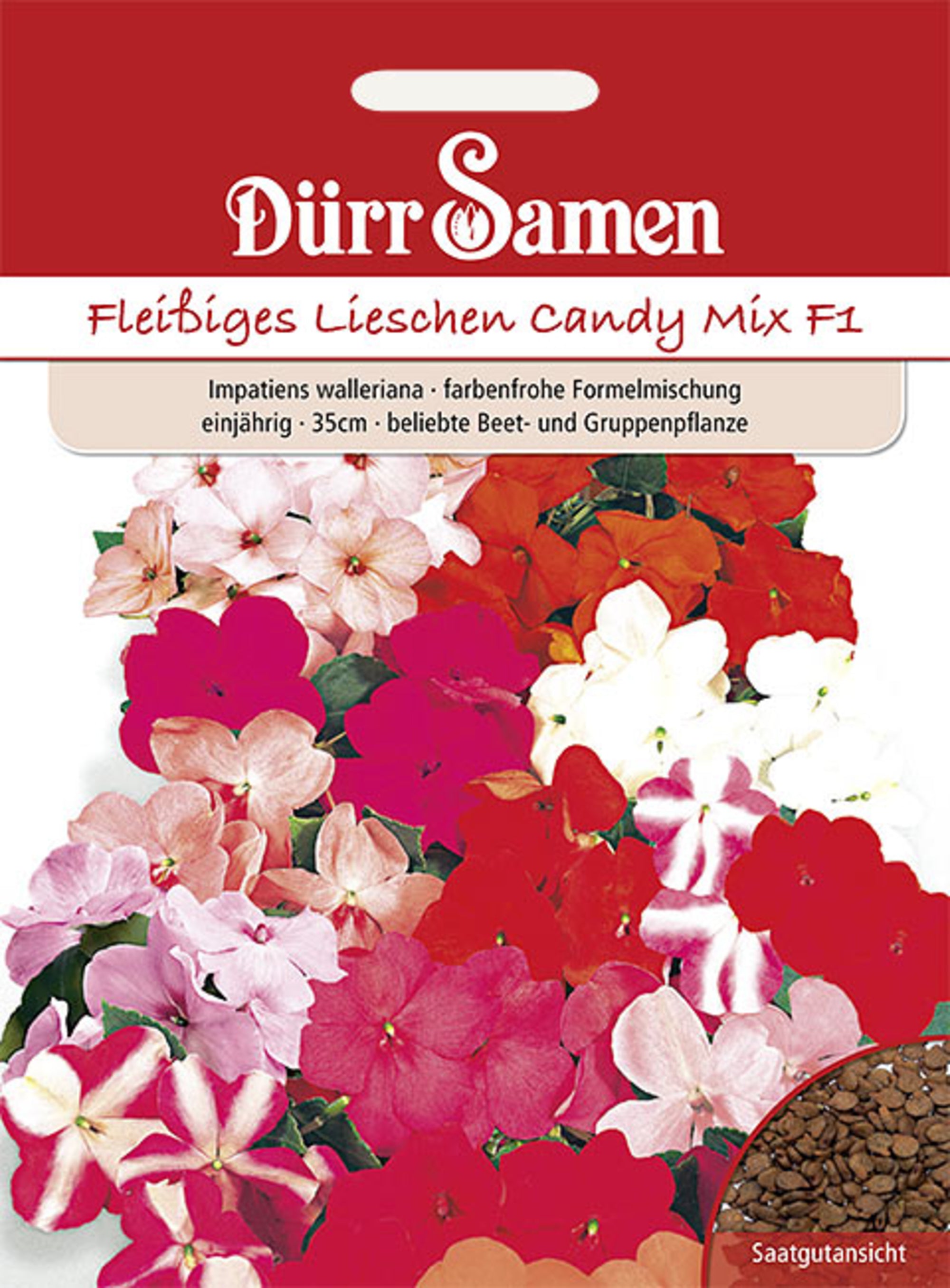 Fleißige Lieschen Mischung F1 einjährig 35 cm