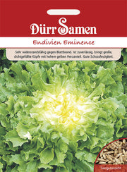 Winter-Endivien Eminence