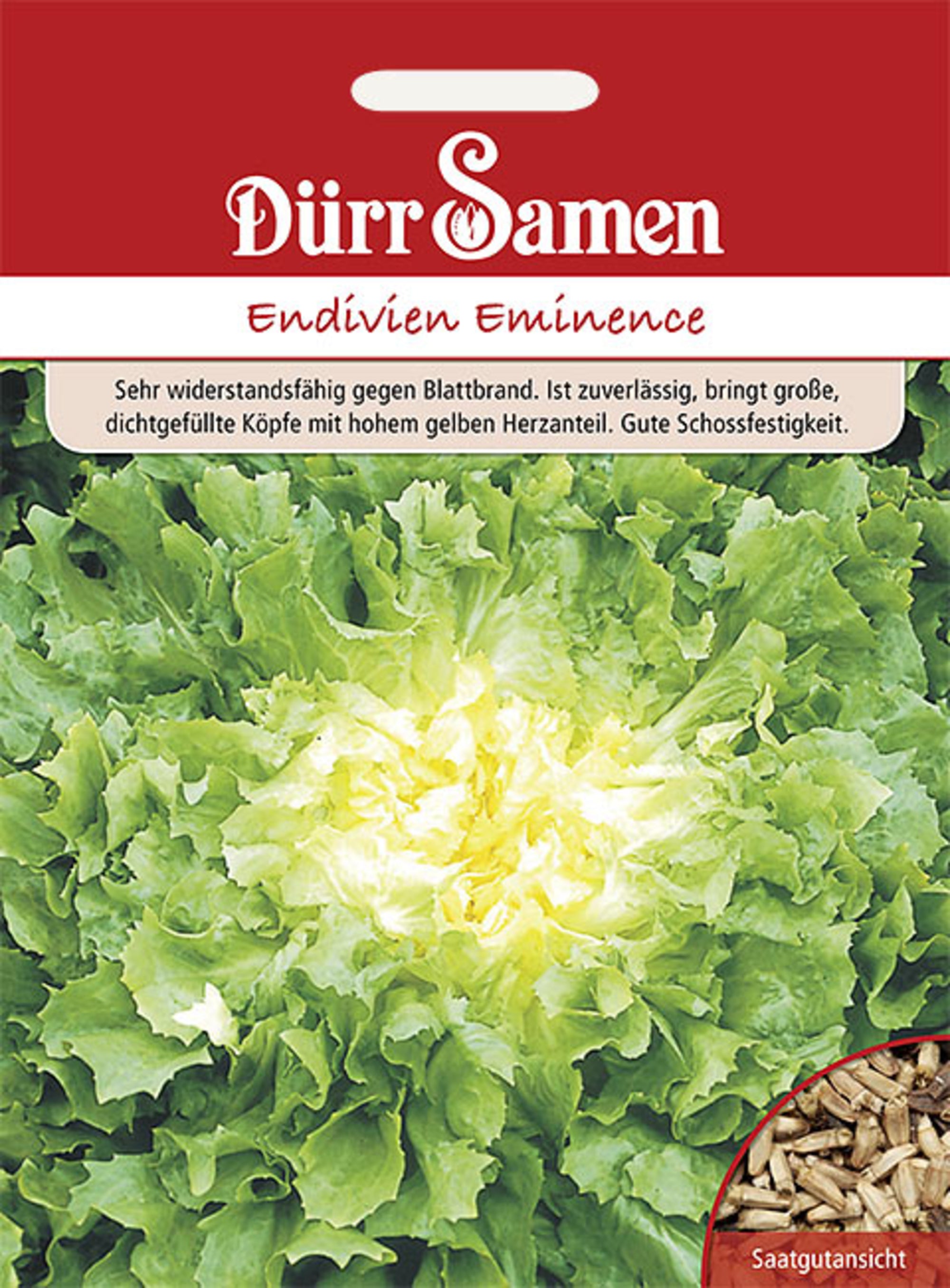 Winter-Endivien Eminence