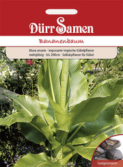 Bananenbaum mehrjährig bis 200 cm