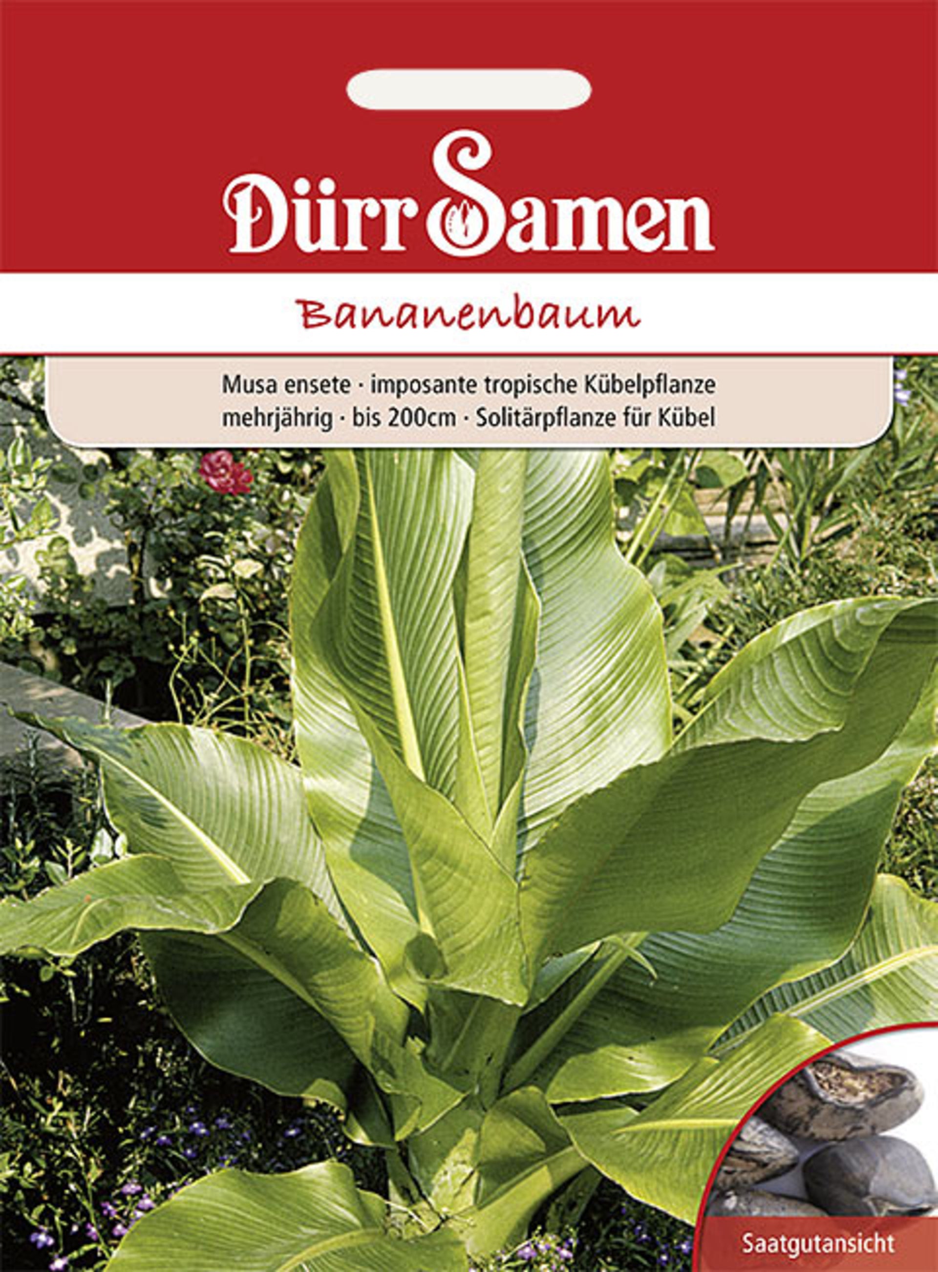 Blumensamen Bananenbaum mehrjährig bis 200 cm von Dürr Samen
