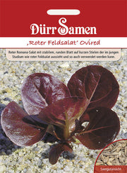Roter Feldsalat Ovired