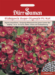 Eisbegonie Super Olympia F1 Rot einjährig 20 cm