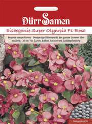 Eisbegonie Super Olympia F1 Rosa einjährig 20 cm