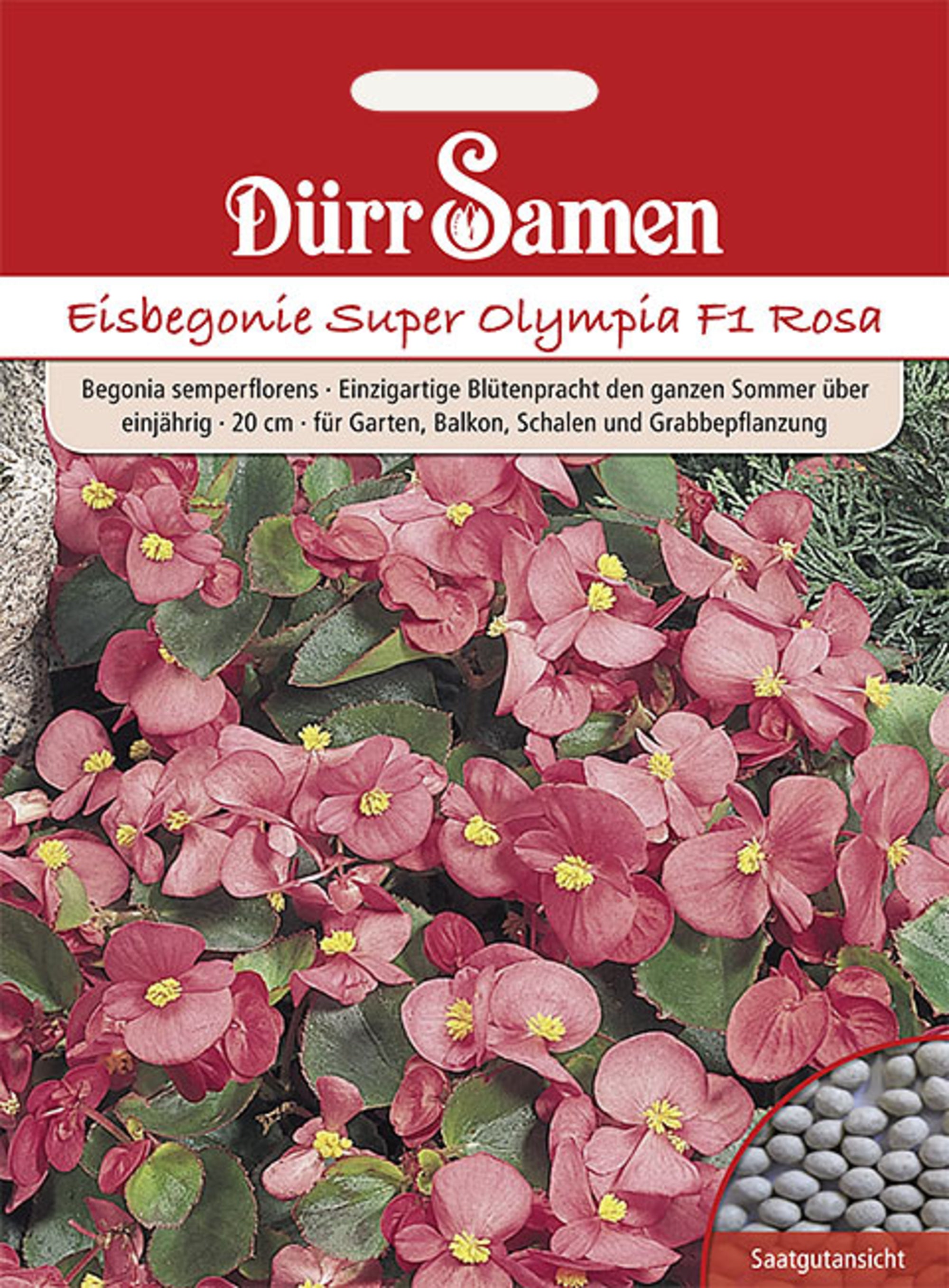 Eisbegonie Super Olympia F1 Rosa einjährig 20 cm