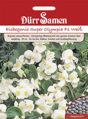 Eisbegonie Super Olympia F1 Weiß einjährig 20 cm