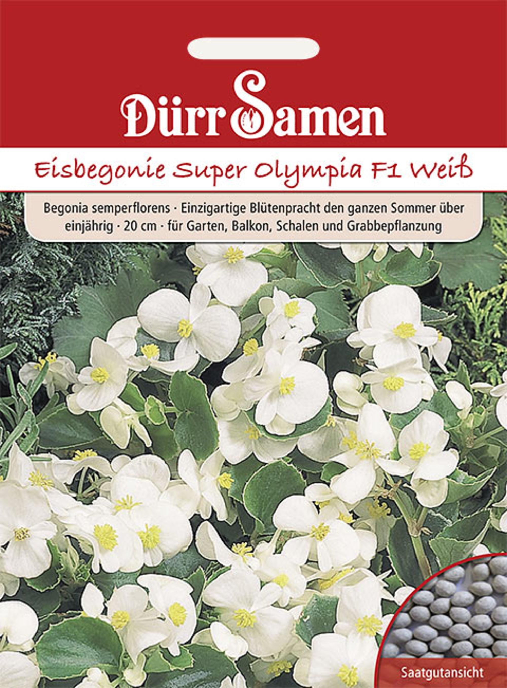 Eisbegonie Super Olympia F1 Weiß einjährig 20 cm