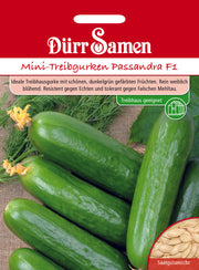 Mini-Treibgurken Passandra F1