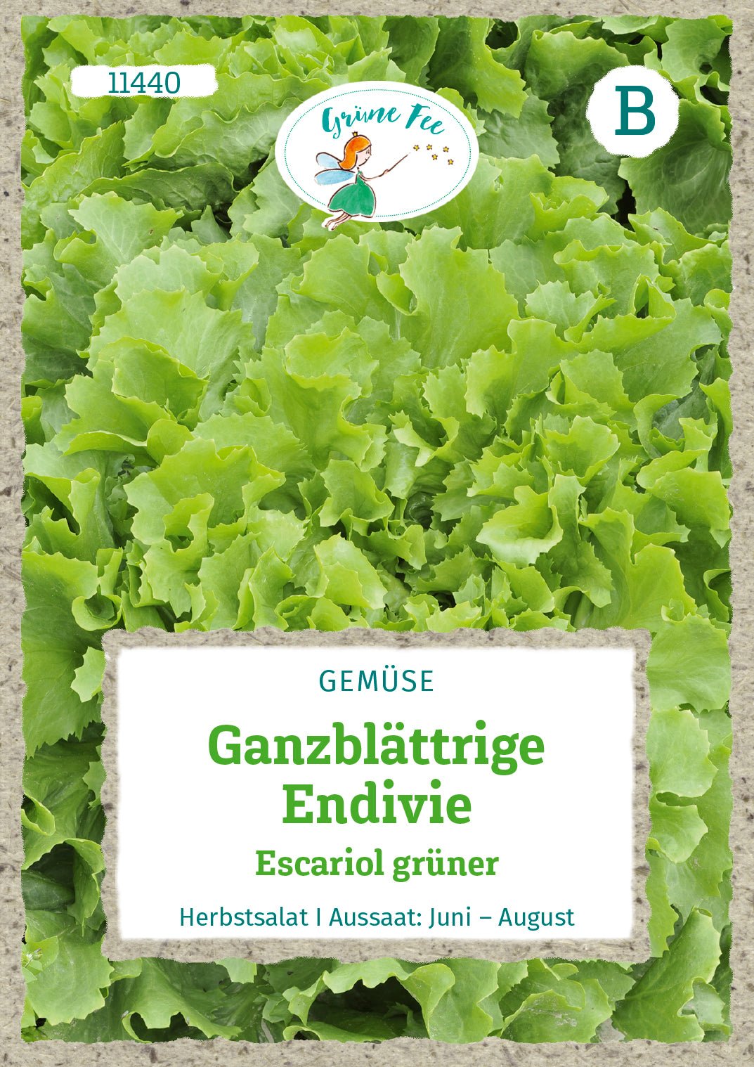 Ganzblättrige Endivie Escariol grüner