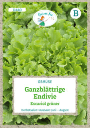 Ganzblättrige Endivie Escariol grüner