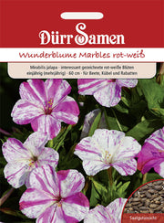 Wunderblume Marbles rot-weiß einjährig 60 cm