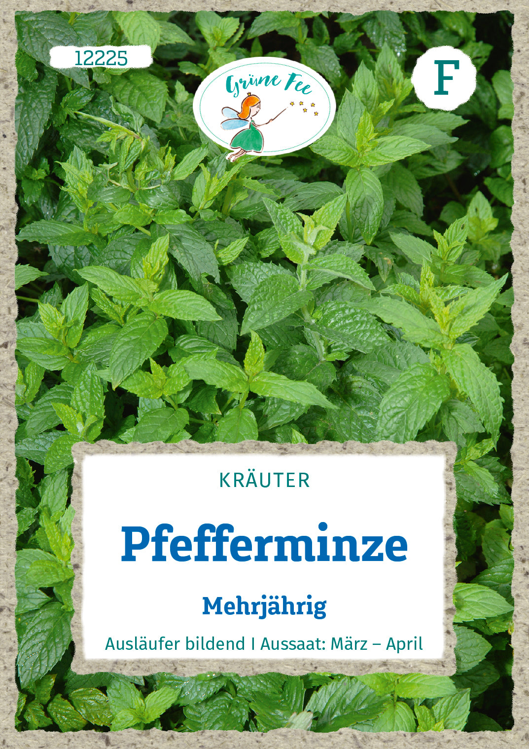 Pfefferminze Mehrjährig
