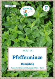 Pfefferminze Mehrjährig