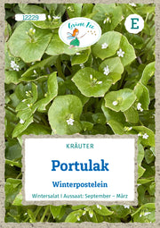 Portulak Winterpostelein