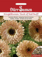 Ringelblumen Touch of Red Buff einjährig 50-60 cm