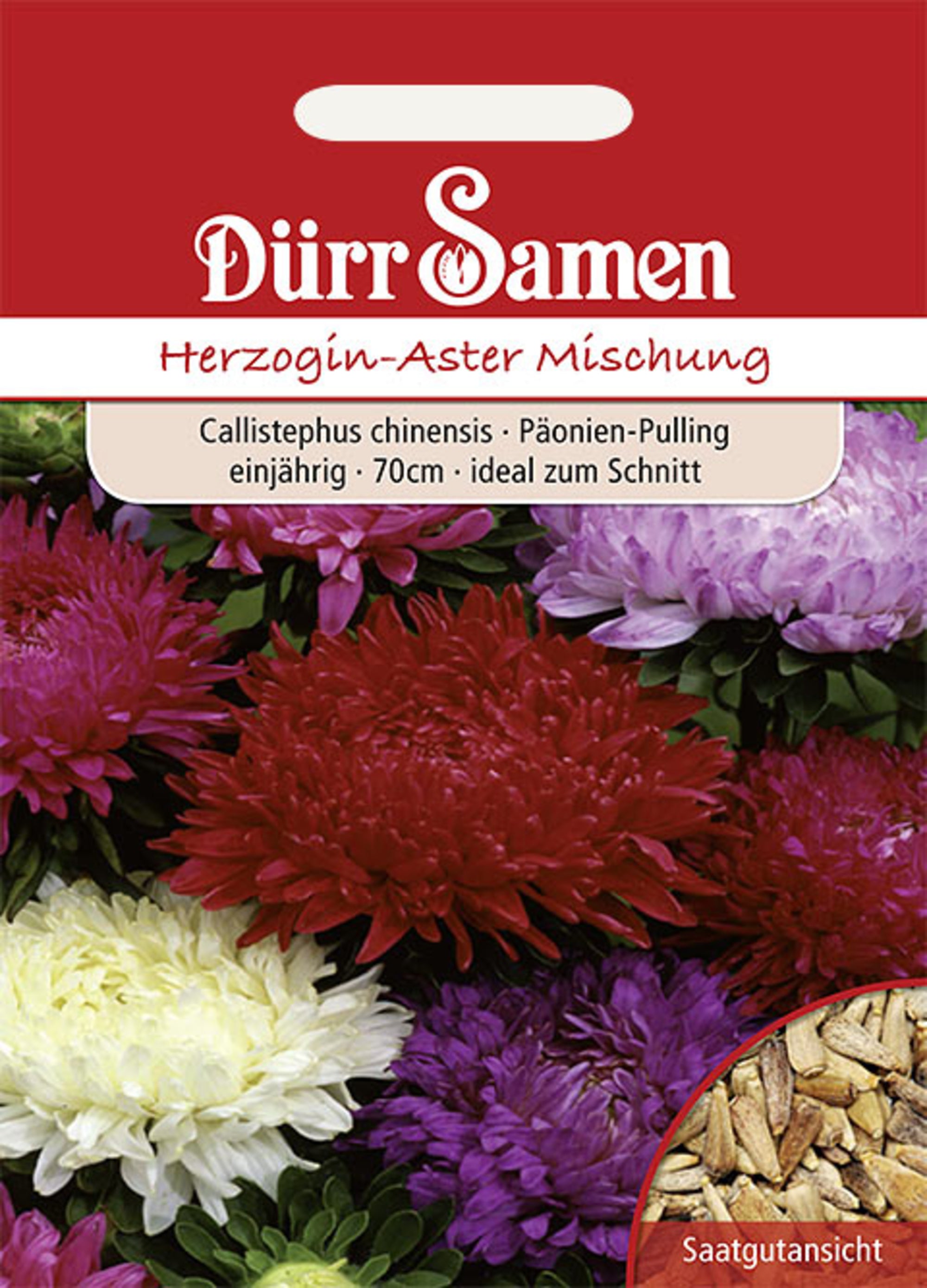 Herzogin-Aster Prachtmischung einjährig 70 cm