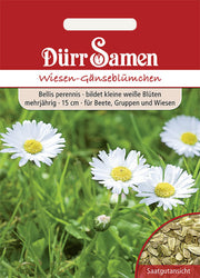 Wiesen-Gänseblümchen weiß zweijährig 15 cm
