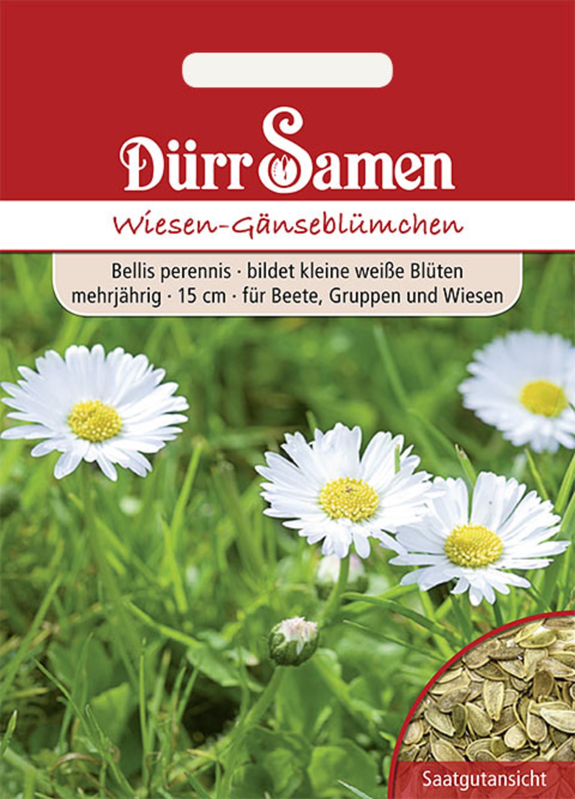 Wiesen-Gänseblümchen weiß zweijährig 15 cm