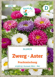 Zwerg-Aster Prachtmischung