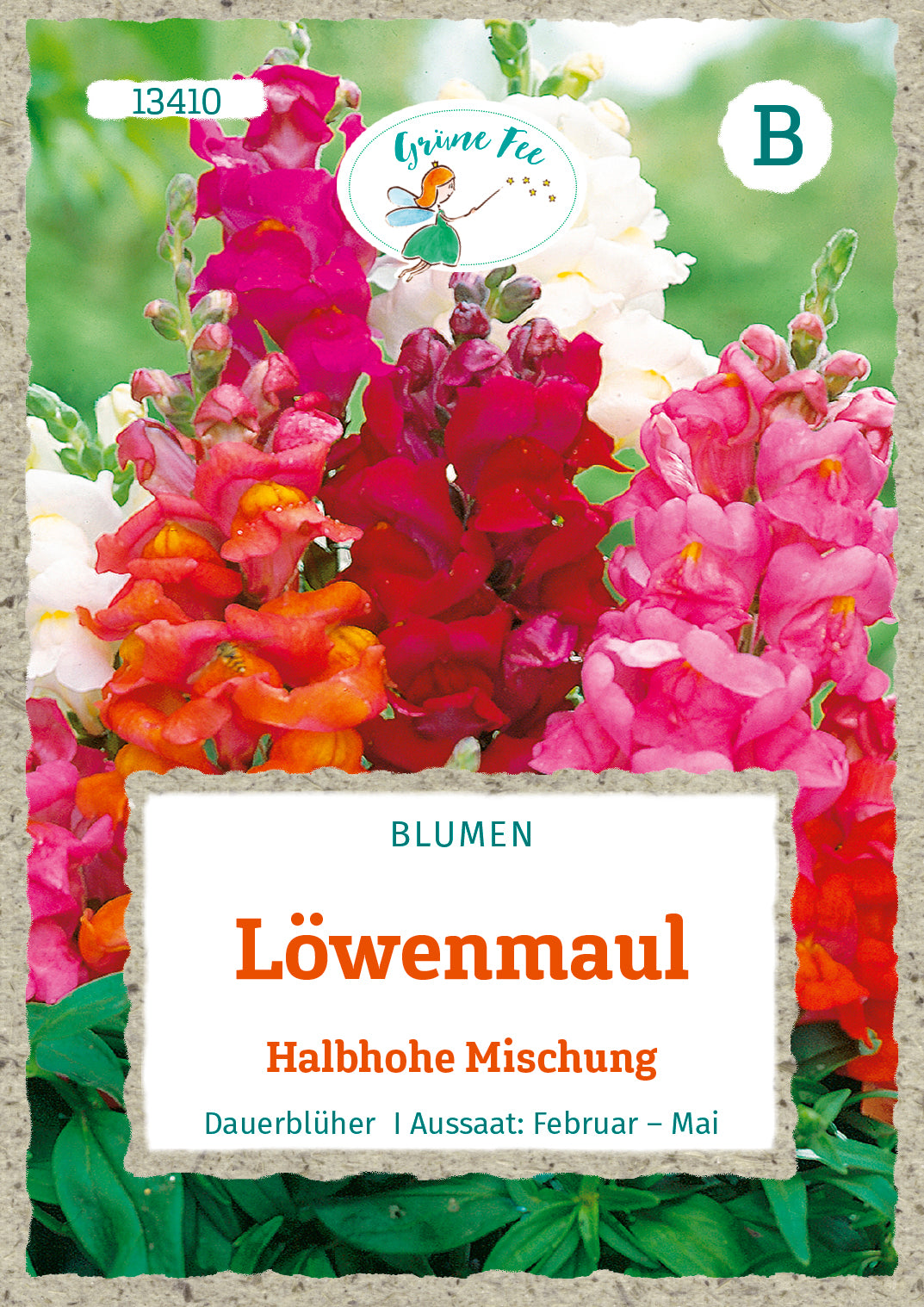 Löwenmaul Halbhohe Mischung