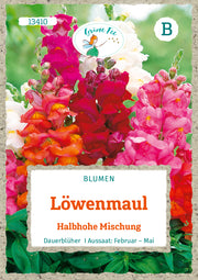 Löwenmaul Halbhohe Mischung