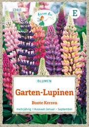 Garten-Lupinen Bunte Kerzen
