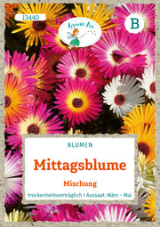 Mittagsblume Mischung