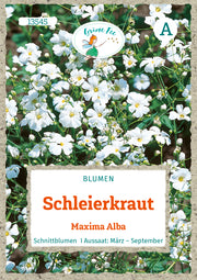 Schleierkraut Maxima Alba