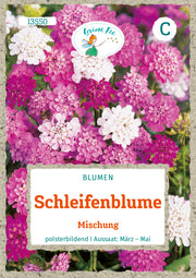 Schleifenblume Mischung