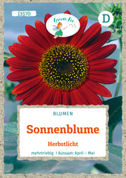 Sonnenblume Herbstlicht