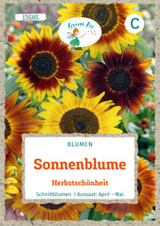 Sonnenblume Herbstschönheit