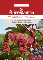 Wunderbaum rotblühend einjährig 200 cm
