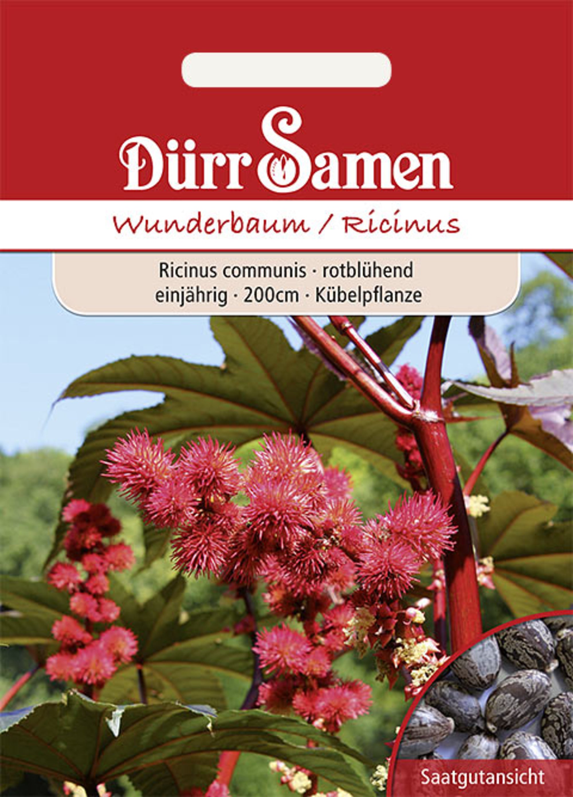 Wunderbaum rotblühend einjährig 200 cm