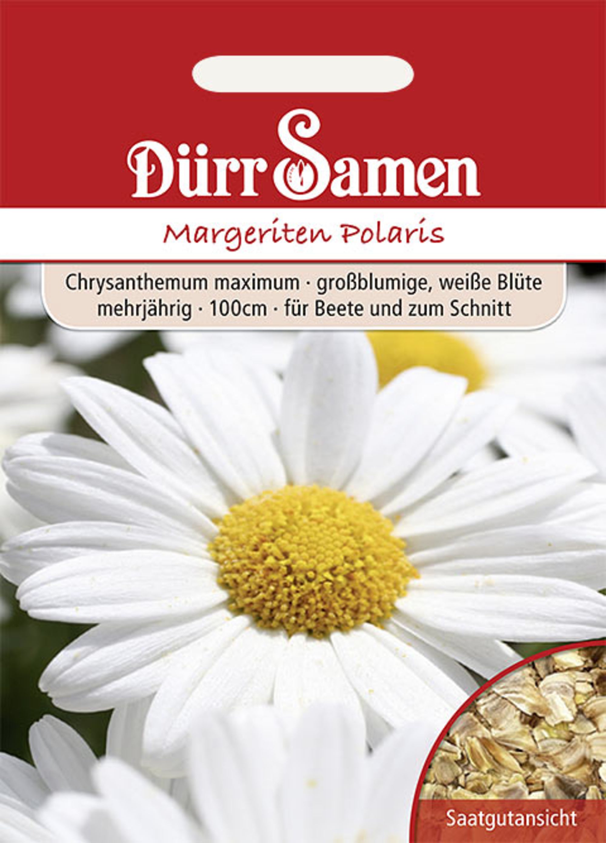 Margeriten Polaris weiß mehrjährig 100 cm