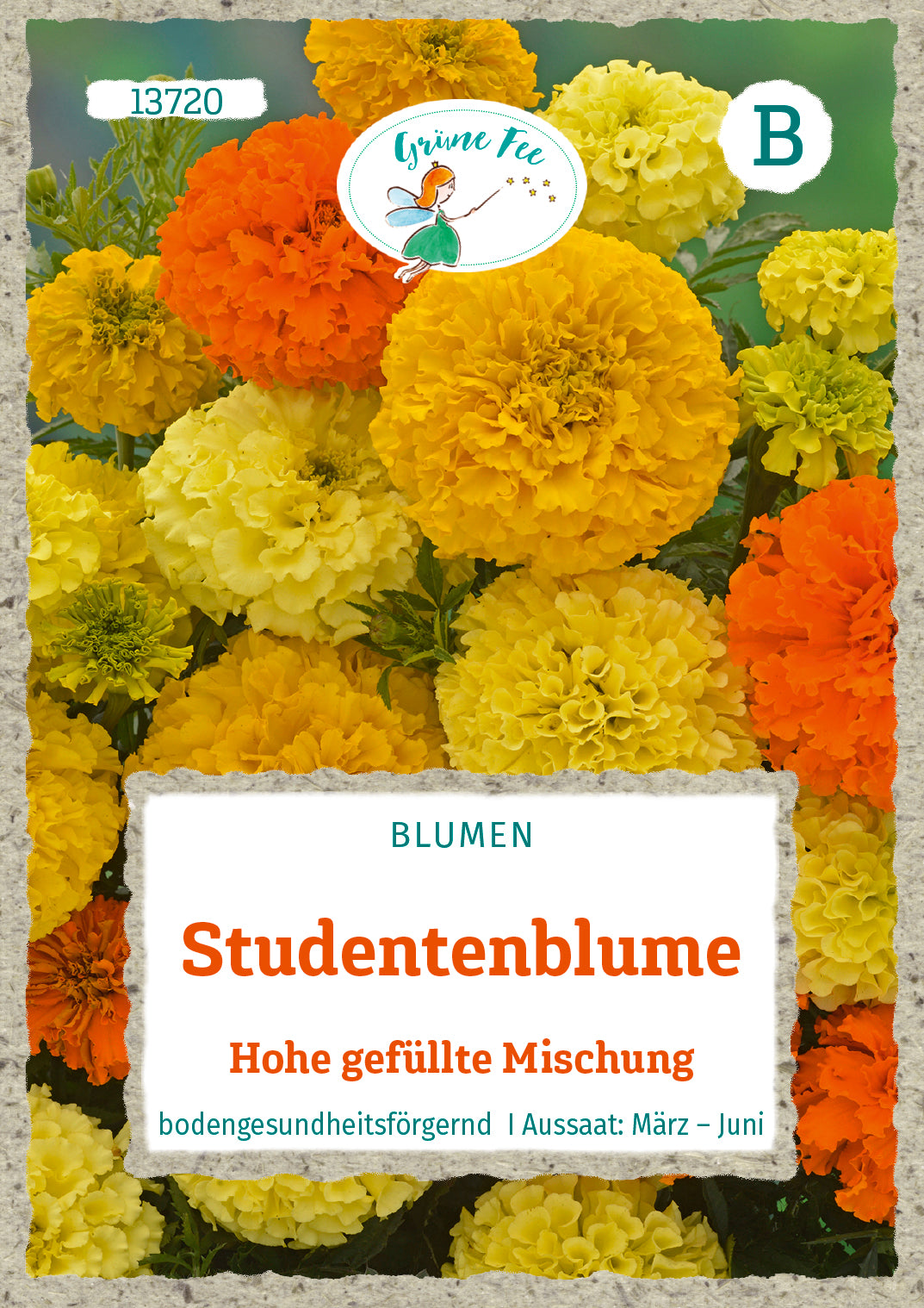 Studentenblume Hohe gefüllte Mischung