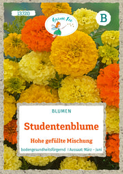 Studentenblume Hohe gefüllte Mischung