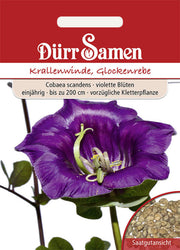 Krallenwinde Glockenrebe Violett einjährig bis zu 200 cm