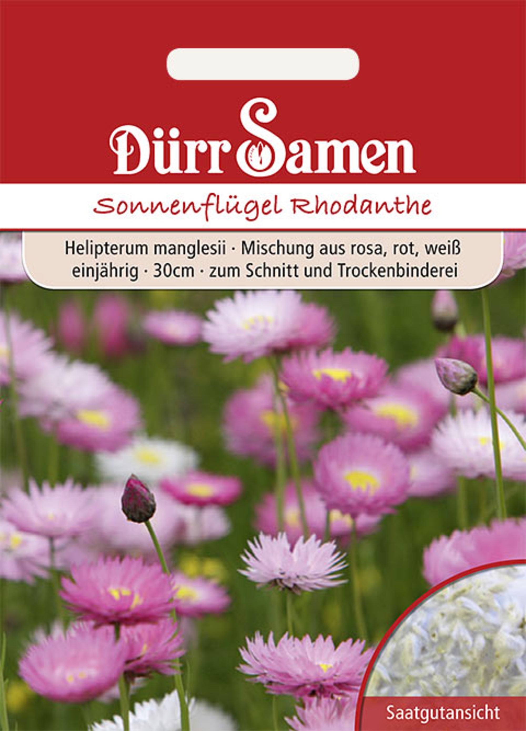 Sonnenflügel einjährig 30 cm